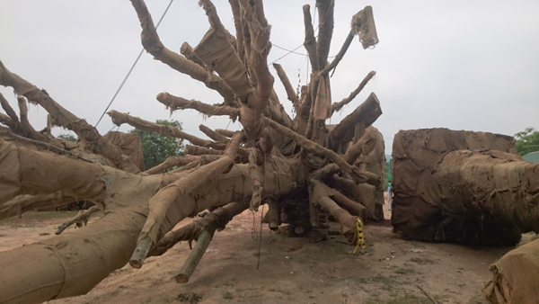 Kiểm[-]lâm[-]TT-Huế[-]bị[-]áp[-]lực[-]vì[-]lo[-]3[-]cây[-]"quái[-]thú"[-]chết[-]do[-]phơi[-]nắng